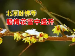 北京卧佛寺蜡梅雪中盛开：花期11月中下旬至次年2月