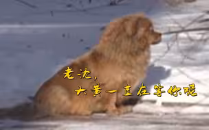 泪目！主人去世狗狗原地等候五年