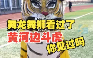舞龙舞狮早已司空见惯 可你见过黄河边“斗虎”吗？
