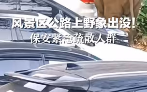 风景区公路上野象出没！保安紧急疏散人群