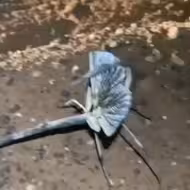 未知生物