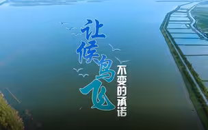 让候鸟飞 不变的承诺