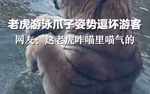 老虎游泳爪子姿势逗坏游客，网友：这老虎咋喵里喵气的