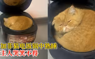 猫咪凌晨电饭锅中熟睡搞懵主人：6个月大，平时就很调皮