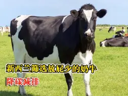 新西兰筛选放屁少的奶牛