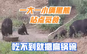 内蒙古大小俩黑熊站点觅食，工作人员：没事就来，吃不到就摁扁锅碗