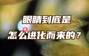 5亿多年前就拥有视力的物种