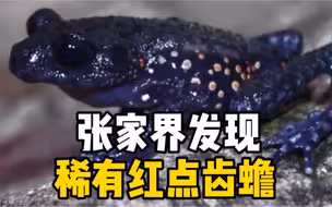 张家界发现稀有两栖动物：红点齿蟾
