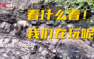 四川崇州：偶遇羚牛“一家三口”