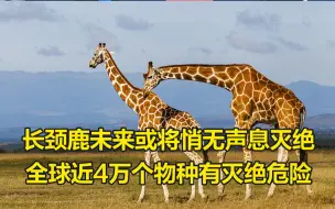 长颈鹿未来或将悄无声息灭绝，全球近4万个物种有灭绝危险