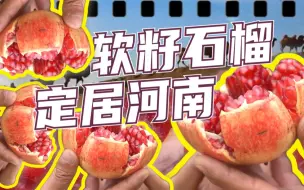 村民不出村仨月把石榴卖出上千万：再也不用担心石榴坏在树上了