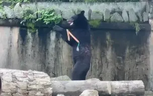 什么武器最喜欢？黑熊：双截棍柔中带刚