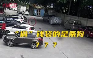 钱袋不见了报警？！ 民警发现 “偷”东西的是条狗