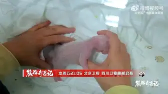 中国首档大熊猫文化人文纪实观察节目《熊猫奇遇记》定档