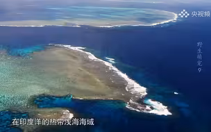 美人鱼的原型是它？