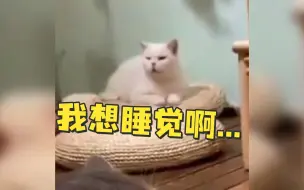 盯