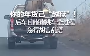 你的年货已“越狱”！后车目睹猪跳车全过程急得胡言乱语