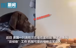 英国一只狗狗偷吃蛋糕前多次回头张望 网友：像上班摸鱼怕被发现的我