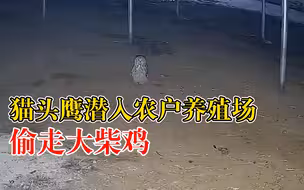 猫头鹰深夜潜入养殖场偷鸡，农户：来了多次，损失近20只鸡