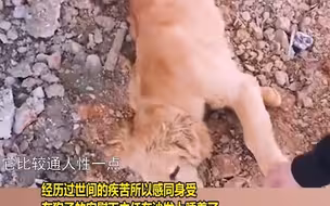 男子崩溃大哭，金毛与主人相拥安慰：它是我捡的，经历过世间疾苦