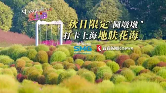 秋日限定“圆墩墩”！打卡上海地肤花海