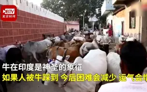 印度数十男子趴地上让200多头牛踩