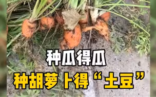 男子种了大半年的胡萝卜，丰收时拔出来一看却都像“土豆”