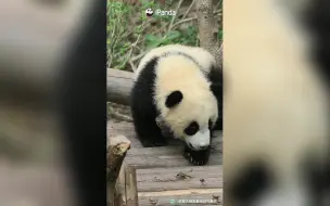 熊猫“国国”：倒头就睡