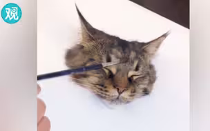 哇，这副3D猫好逼真(>^ω^<)