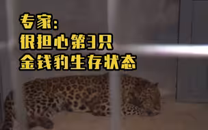 专家说很担心第3只金钱豹生存状态