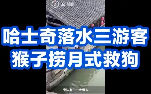 过命的交情！哈士奇落水三游客猴子捞月式救狗