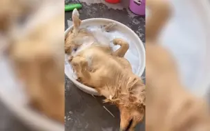 金毛犬泡澡雇“搓澡工” 水中舒服到打鼾 主人都叫不醒