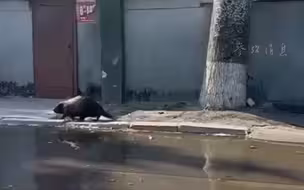 卡霍夫卡水电站遭袭致洪水泛滥 道路上出现河狸