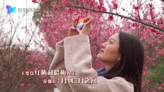 春到人间花先知 天气回暖梅花开