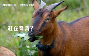 同样吃草，凭什么福建下廪羊香而不膻