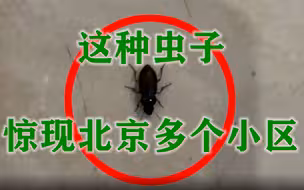 这种虫子惊现北京多个小区！哪来的？有害吗？专家释疑——