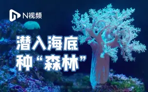 在海底种“森林”是什么样？环保志愿者杨旭聪7年种20000多株珊瑚