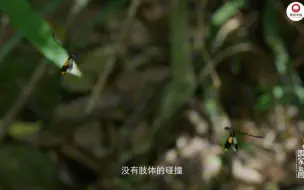我们的国家公园｜ 蜻蜓界的“颜值天花板”—丽拟丝蟌，全世界只能在海南看见
