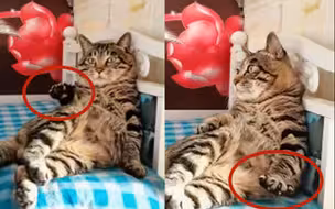 猫咪悠闲地靠在床上听京剧 小爪爪还跟着打节拍 网友：好像老大爷!