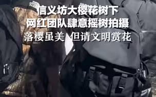 拱墅区信义坊大樱花树下，某网红团队肆意摇树拍摄。落樱虽美，但请文明赏花！