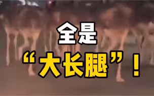 街头惊现大群鸵鸟