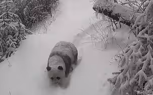 实拍野生大熊猫踏雪“巡山”：厚厚积雪中悠然踱步 驻足嗅探足迹