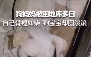 狗妈妈被困地库多日 自己骨瘦如柴 狗宝宝却圆滚滚 目前都已被救助！