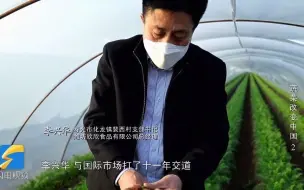 蔬菜改变中国丨不计成本、紧抠细节……他种的“胡萝卜仪仗队”实现山东胡萝卜历史最高亩产