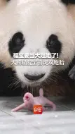 福宝要当大姐姐了！大熊猫爱宝喜诞双胞胎