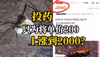 网友爆蚁商为垄断在溶洞投放蟑螂药，严重破坏溶洞生态环境，或致“穴胫步甲”灭绝