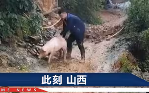 山西暴雨一村民猪圈坍塌，砸死五六十头猪，10多万元“打水漂”