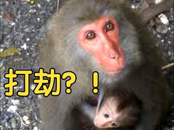 惊呆了！成精了！猴子打劫外卖小哥 公司还让小哥去找猴王私了