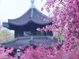 【氛围感绝了！南京莫愁湖海棠花开】“昨夜雨疏风骤，浓睡不消残酒，试问卷帘人却道海棠依旧……”网友：海棠花开的画面与歌词太适配了！（人民日报）#走进春天里的中国