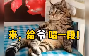 狸花猫躺床上，一边听京剧一边用爪子打节拍